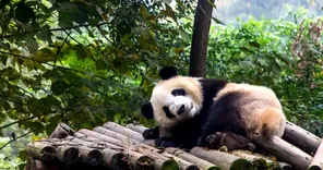 成都大熊猫繁育研究基地